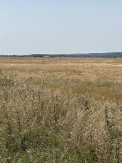 1,1 hectare terenuri agricole la Galiciuica judetul Dolj - 1