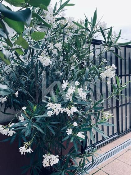 Casa individuala cu 5 camere, de vanzare, in Brasov, zona Bartolomeu! - 6