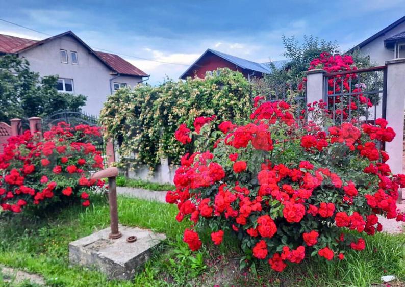 Vila cu Teren Generos si Livada La Sos. Principala Targovi? - 9