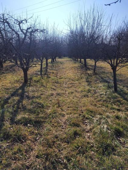 Teren intravilan cu suprafata de 6307 m2 in Pucioasa - 4