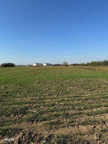 Vanzare Teren construibil MAGURELE VARTEJU 20000MP - 4