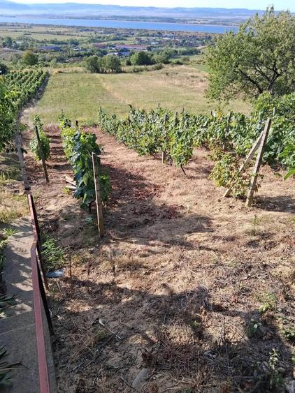 Teren Tileagd Bihor - 1