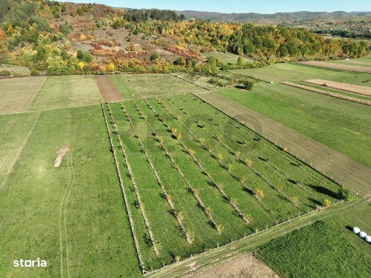 RECO, Teren cu livada de nuci, Zona Auseu, Bihor - 8