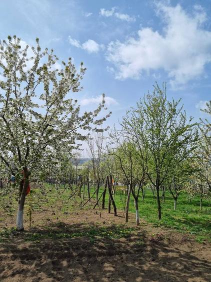 Vand Casa P+M in comuna Rachiti - 4
