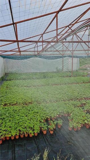 AFACERE LA CHEIE HALA PRODUCTIE + SERA PROFESIONALA - 10