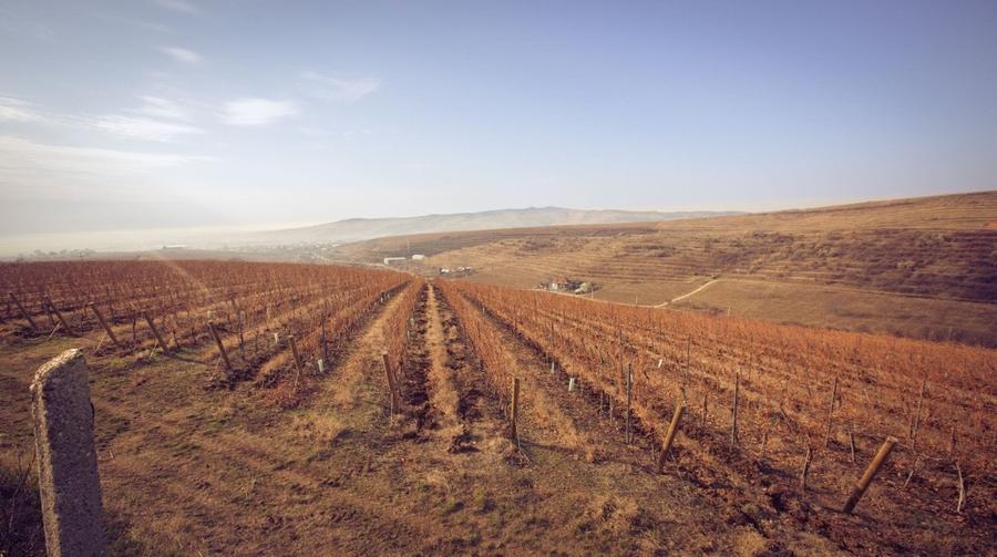 Proprietate specială, de 590,000 mp, în Est