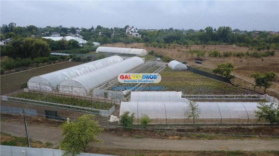 Solare Flori si Legume - Bujori - 4