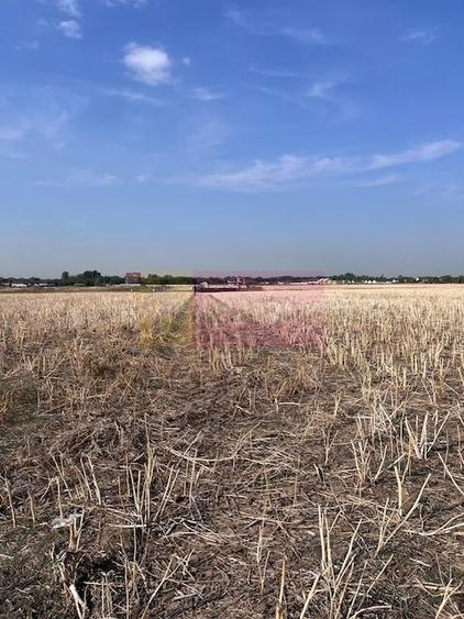 Teren Domnesti strada Ciocarliei. - 2
