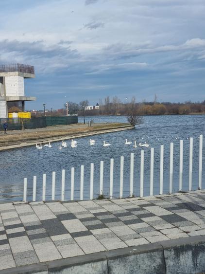 Casă contemporană între natură și oraș – Chitila - 3