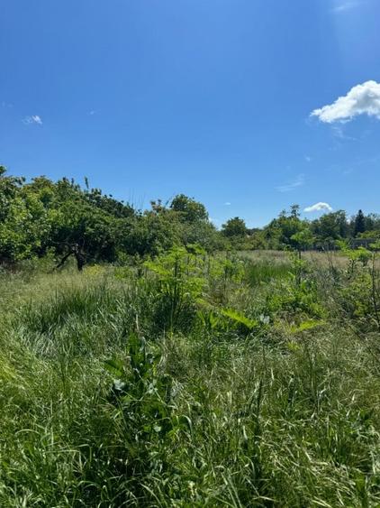 Teren Snagov – Ideal pentru dezvoltare rezidentiala sau investitie! - 5