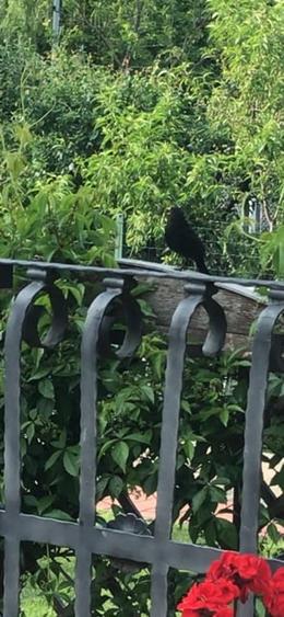 Casa superba Parcul Subarini - 38