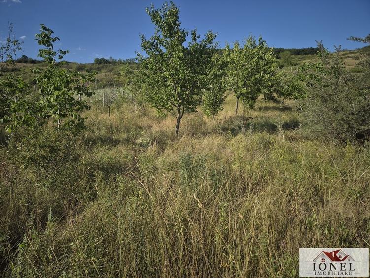 Teren intravilan 2500 mp de vanzare in Ciugud - Teleac - 3