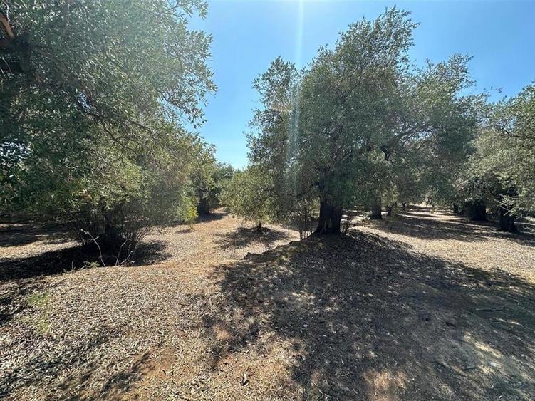 Teren intravilan pe insula Thassos, aproape de plaja salbatica - 2