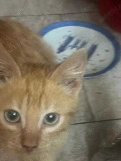 Garsoniera decomandata Bragadiru Alexandriei - 2