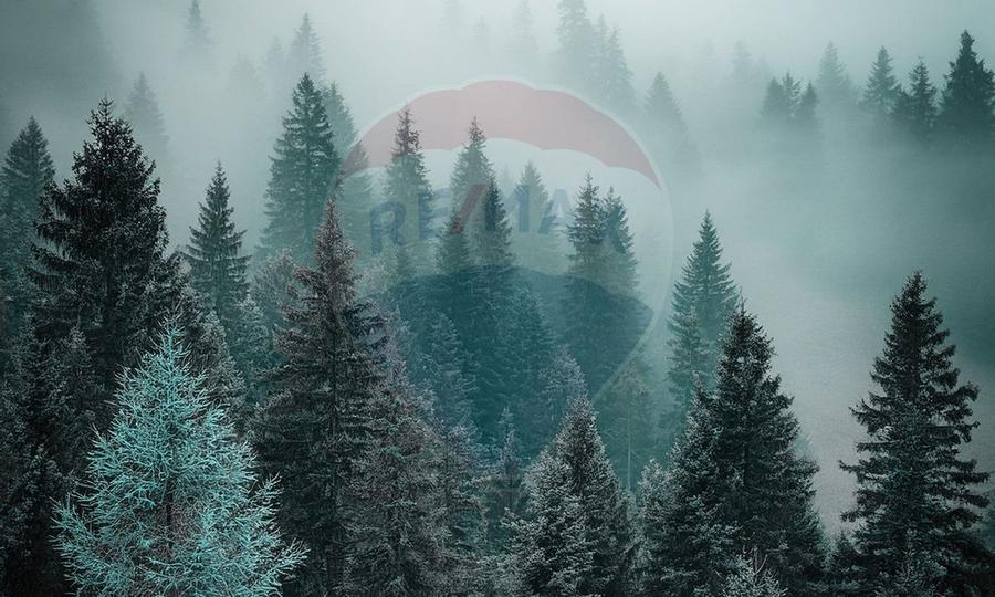 Apartament cu 2 camere in Poiana Ski Chalet - 25