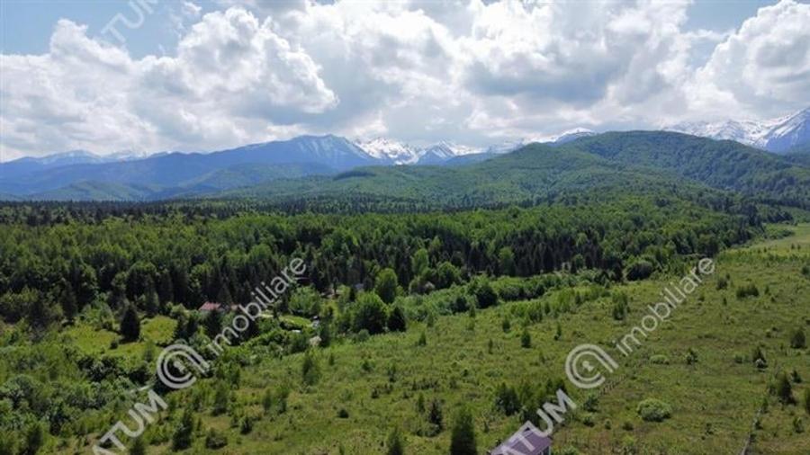 Teren extravilan 8400 mp de vanzare pe Valea Avrigului - 3