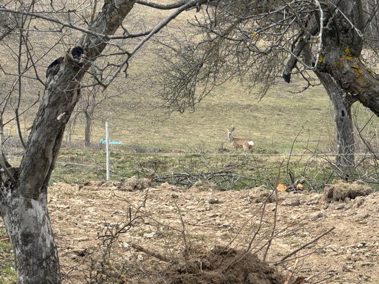 Teren de vanzare - 5