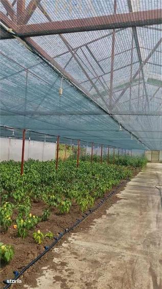 Afacere La Cheie Hala Productie + Sera Profesionala - 4