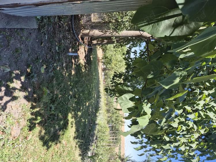 Casa saseasca de vanzare Zabrani, Arad - 3