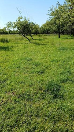 REDUCERE DE PRET! Teren in zona Sub Dura ,40 ari pentru constructii industriale - 4