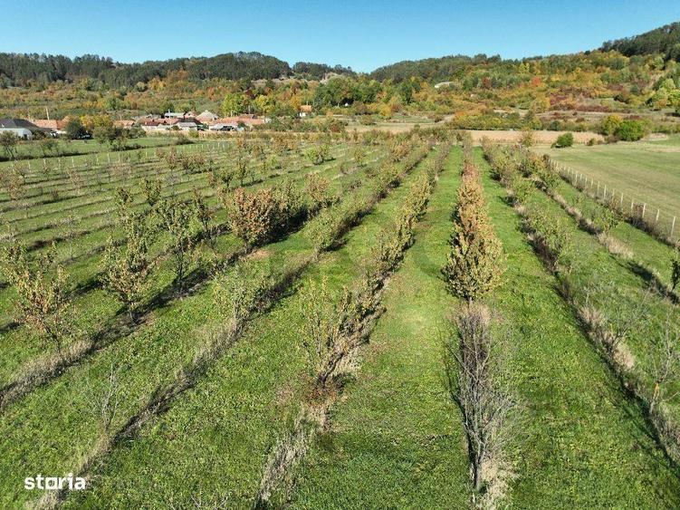 RECO, Teren cu livada de ciresi, Zona Auseu, Bihor - 10