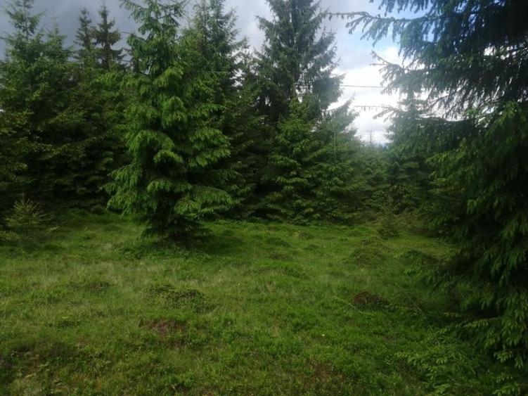 Teren de vanzare Belis1300mp Strada principala Intravilan - 6