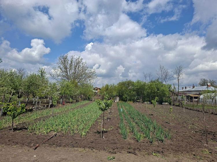 Casa la tara cu teren 1.271 mp si livada acte in regula - 1