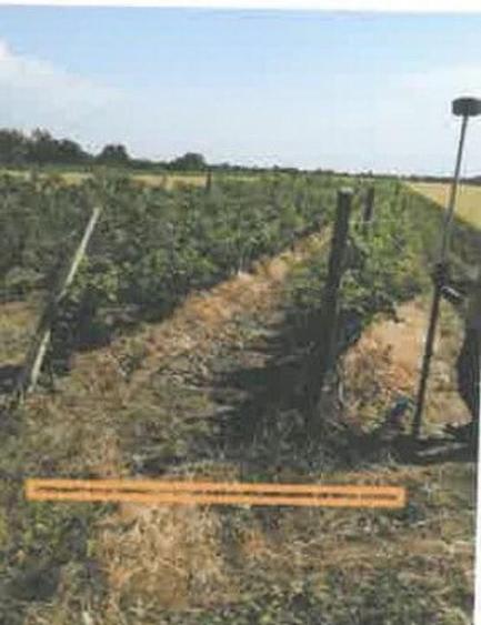 Teren extravilan Pietroasele, ID: R2586802 - 6