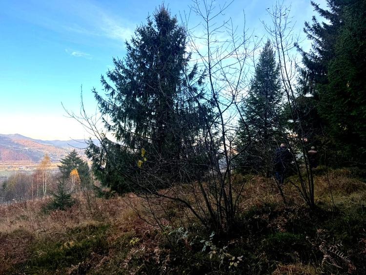 Vanzare 5,3 ha pasune deasupra Voronetului Suceava - Proiect Turistic - 5