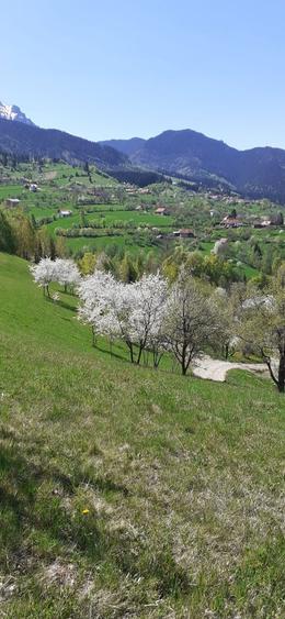 Vand teren in Bran-Sohodol - 4