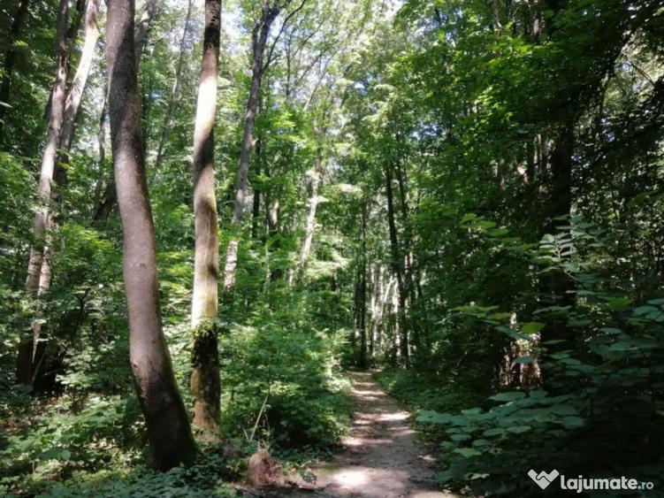 Raritate absoluta: Teren 20.000 mp in inima Padurii Banea - 1