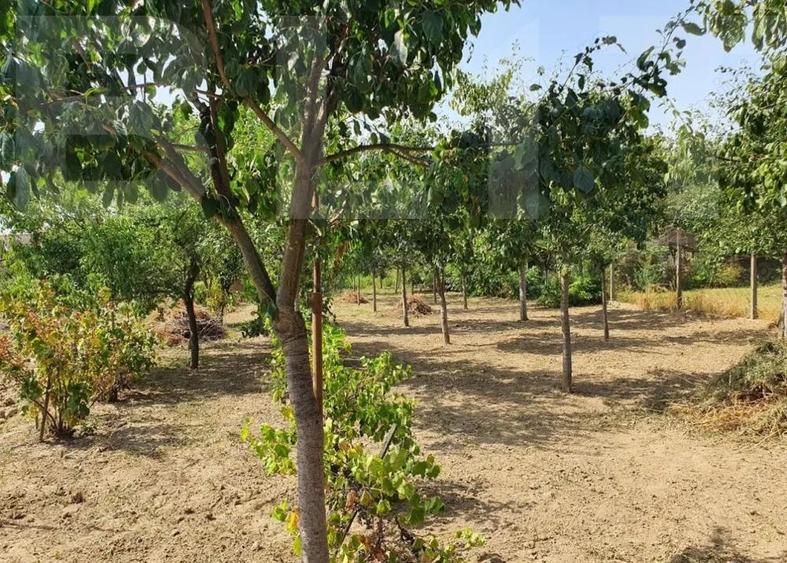 DE VANZARE Casa cu gradina mare in Lugoj - 6