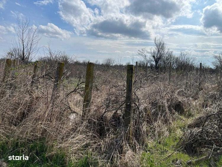 Teren intravilan Popesti Leordeni -str Echinoctiului - 1