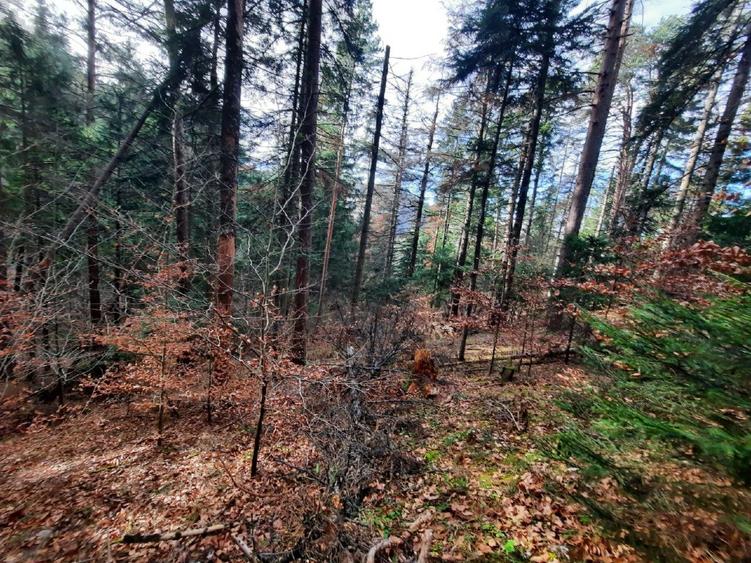 Teren forestier 2.500 mp, Vadurele comuna Alexandru cel Bun, jud. Neamț - 3