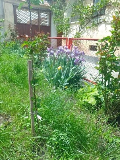 Casa cu 4 camere si gradina, Dacia 70 km de Brasov! - 6