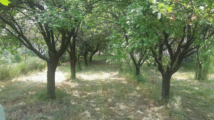 958 m2 Intravilan BARIERA VALCI - 1