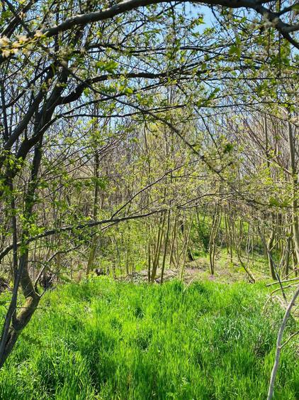 Vand teren extravilan 7800 mp in sat Lipia, com. Gruiu, jud. IF - 5