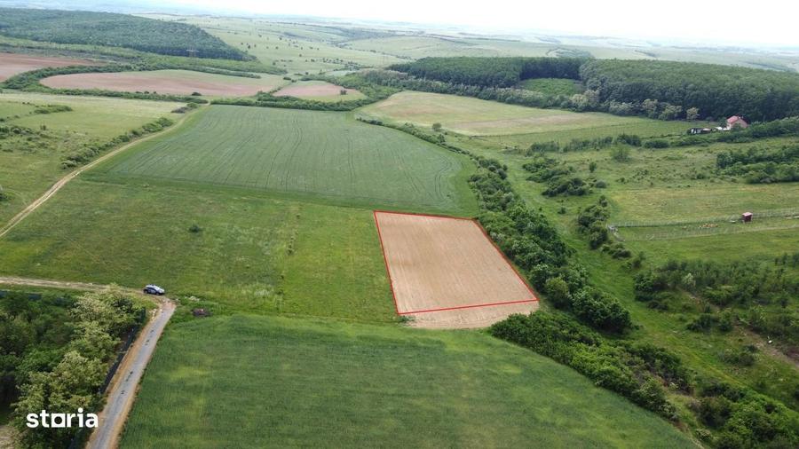 Teren intravilan 2.935 mp in Viile Satu Mare | Aproape de padure - 5