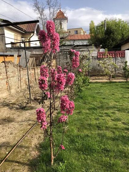Casa vanzare Casa Tineretului Craiova - 6