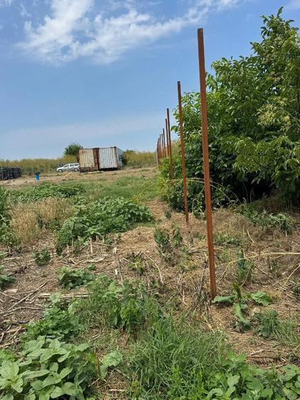 Teren de 1270 mp, în Tămădău Mare