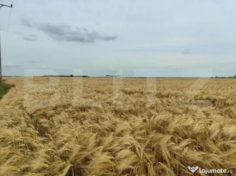 Teren intravilan, arabil, 39 ha, Sanmartinul Sarbesc - 7