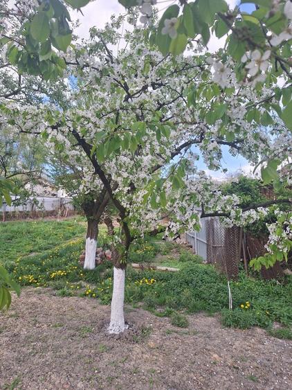 Vand Casa Petrosani - 8