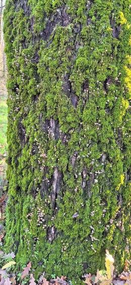 Padurea Parcul Natural Comana, Vlad Tepes, Giurgiu - 10