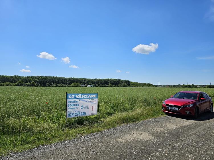 Snagov-Ghermanesti, teren intravilan, 8500mp, la padure - 5