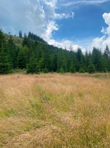 2 terenuri in zona Obarsia Lotrului - 6