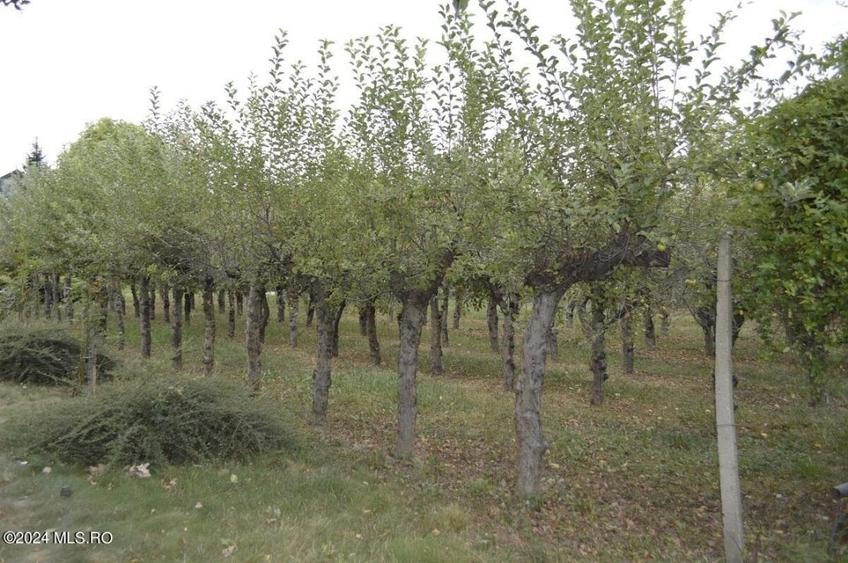 Maracineni - Argeselu, Popas - Restaurant - Cazare, teren 2787 mp - 23