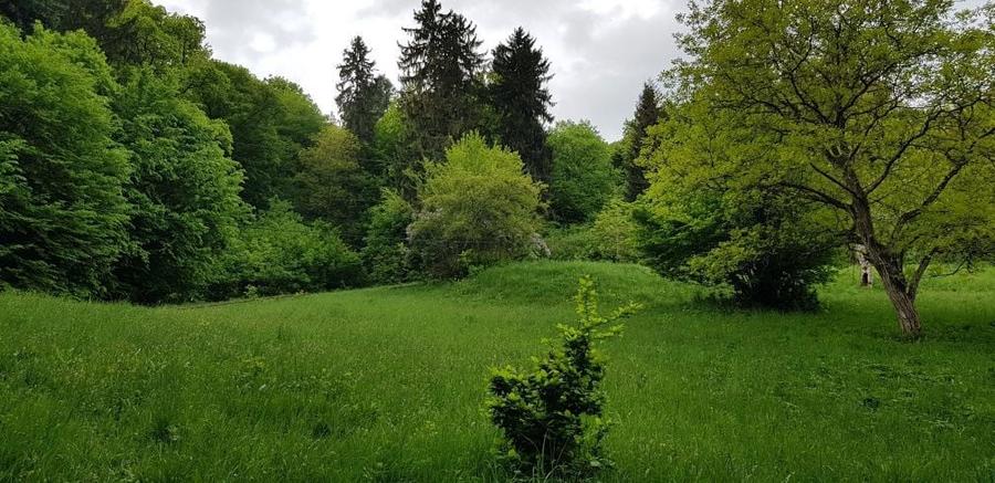 Proprietate unica in Sighisoara 33000mp + casa de 280mp - 4