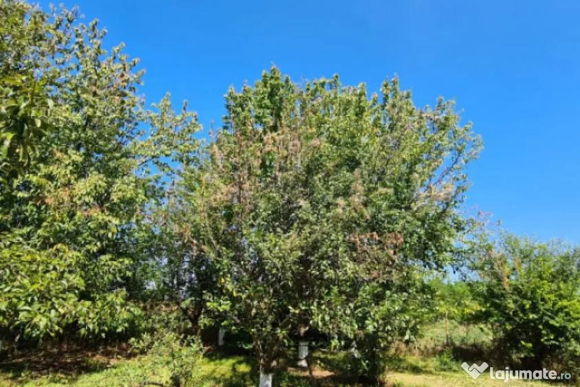 Casă cu 5 camere cu Teren 794 Mp în Livedea