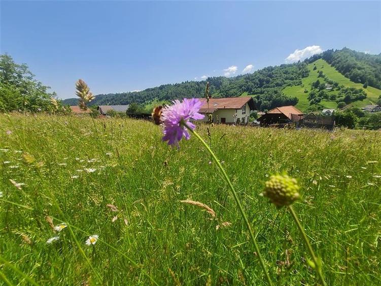 FILM! 1.450 mp intravilan, la DN, incantare peisagistica, Bran, Moieciu, Brasov - 21