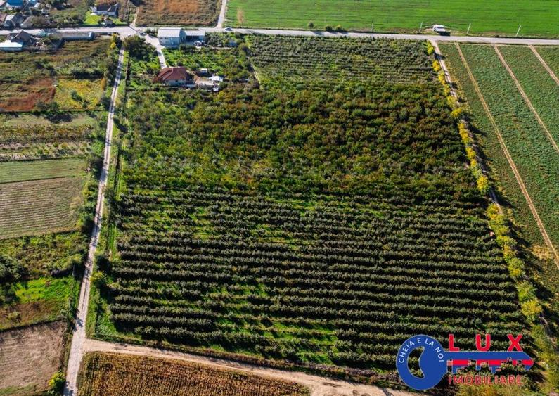 ID 7785 LIVADA SABANGIA DE VANZARE - 13